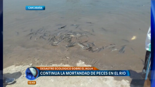 Desastre ecológico: continúa la mortandad de peces en el río