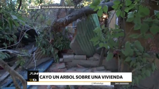 La tormenta dejó tres árboles caídos en diferentes puntos de la ciudad