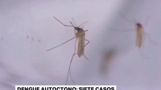Confirman siete casos de dengue autóctono en la ciudad