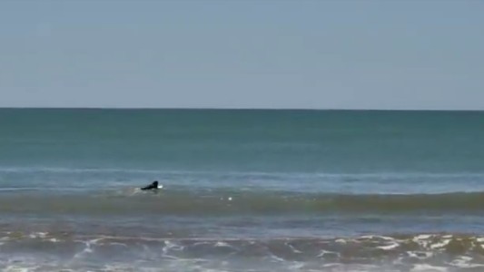 Aparecieron orcas en las costas de Mar del Plata y los turistas tuvieron que salir del mar