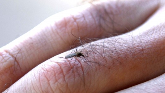 Verano sin mosquitos: ofrecen talleres para aprender a elaborar biorrepelentes