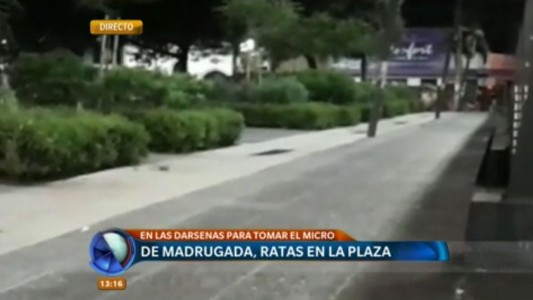 Invasión de ratas en San Luis y Corrientes