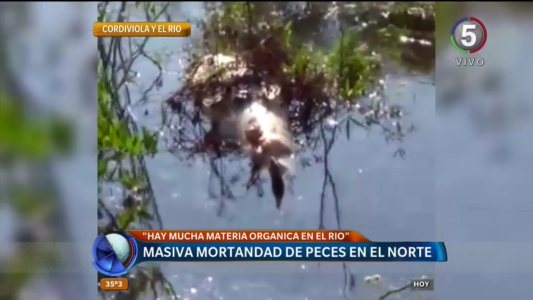 Masiva mortandad de peces en el norte de la provincia de Santa Fe