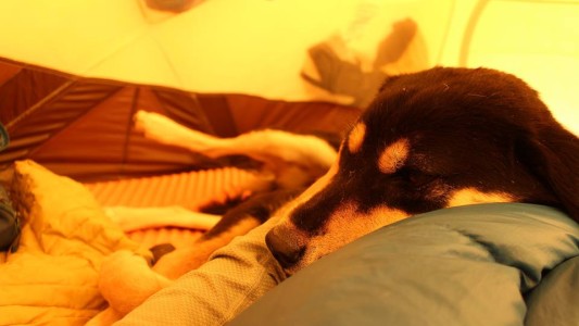 Una perra callejera siguió a un grupo de montañistas y escaló el Himalaya