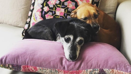 Buscando a Rúcula: el emotivo video de una familia que pide por su perrita perdida