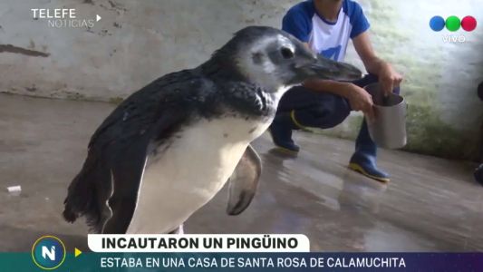 Rescataron a un pingüino del patio de una casa en Santa Rosa de Calamuchita