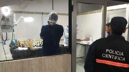 Luto en la selva misionera: atropellaron a una yaguareté preñada