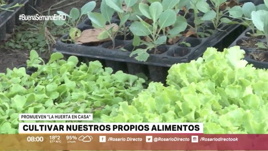 Las siembras de otoño: todos los tips para cultivar en casa