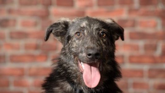 Por el Día del Animal, desparasitarán y vacunarán de forma gratuita a perros y gatos