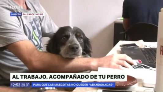 Día del animal: promueven ir a trabajar con las mascotas