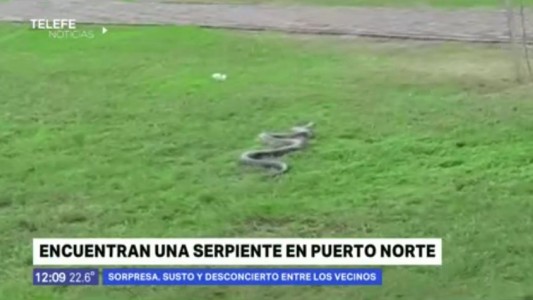 Puerto Norte: apareció una serpiente de más de dos metros