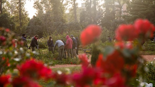 Comenzó la poda en El Rosedal y los vecinos pueden llevarse un gajo a casa