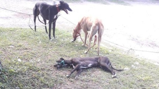 Liberaron a 30 galgos usados en carreras de perros