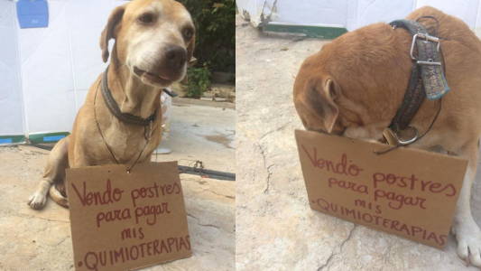 El perro que vende postres para juntar plata para su quimioterapia