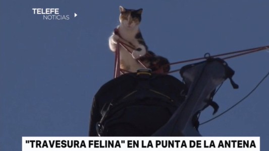 Travesura felina en la punta de una antena