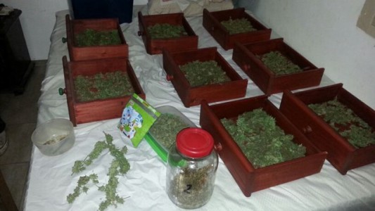 Vendían marihuana en paquetes de yerba mate