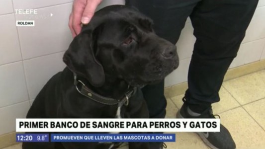 Roldan: promueven la donación de sangre de animales