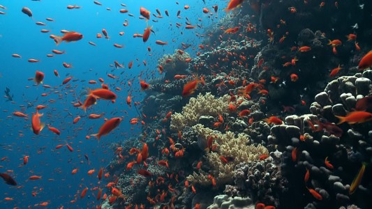 La ONU advierte sobre la amenaza de extinción de un millón de especies animales y vegetales