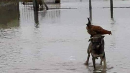 Chaco: en medio de la inundaciones, un perro salva a una gallina de morir ahogada