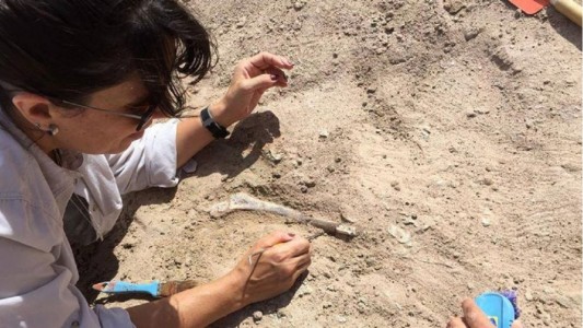Descubren restos fósiles de un dinosaurio en un campus universitario de Neuquén