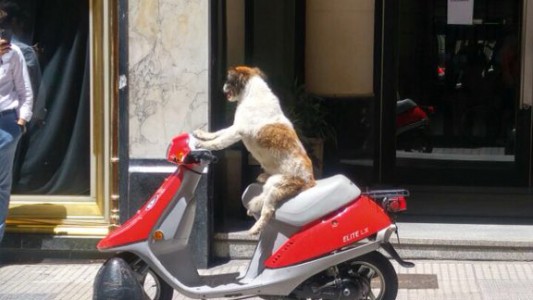 El perro en moto que enloquece a todos en las redes sociales
