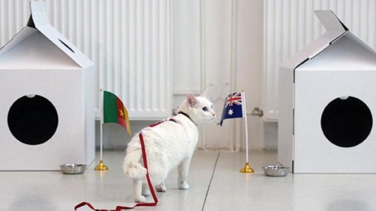 Aquiles, el gato que será el sucesor del pulpo Paul en el Mundial de Rusia