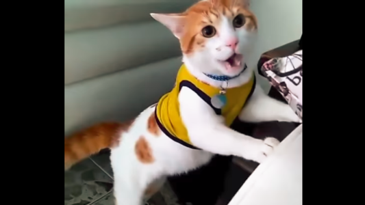 Viral Mundial: el gato que maulla "gol" cuando convierte Colombia