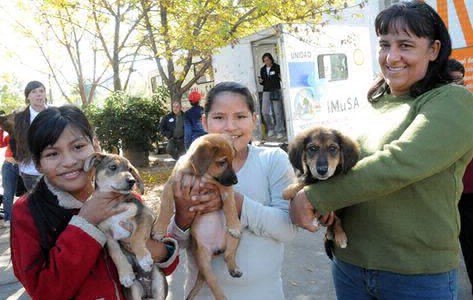 IMUSA: ¿Dónde esterilizar las mascotas?