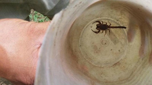 Brindan recomendaciones para tener en cuenta ante picaduras de alacranes