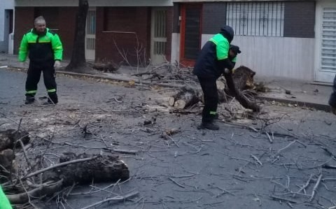 Fuertes vientos afectaron la ciudad, con caída de ramas y árboles