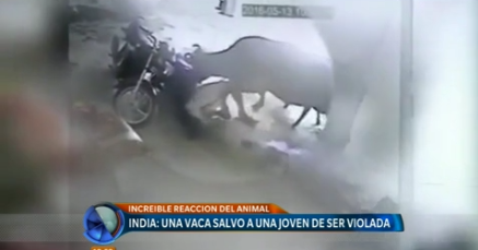 India: una vaca salvó a una mujer de ser violada