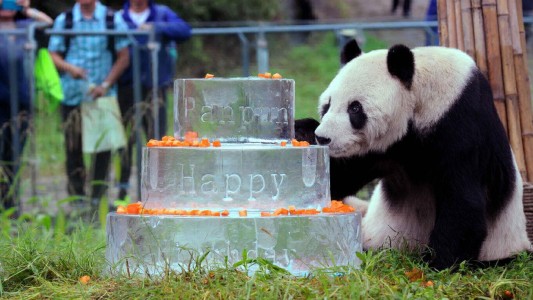 Murió Pan Pan, el oso panda más anciano del mundo