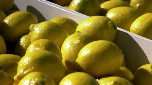 El gobierno de Donald Trump suspendió la importación de limones de Argentina