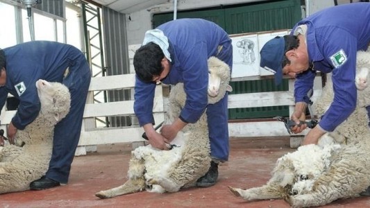 Mundial de esquila: afeitarán 5000 ovejas y competirán argentinos