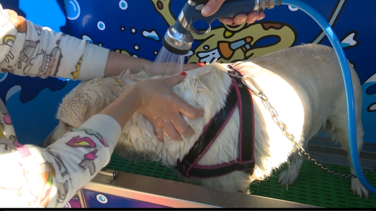 Lavadero de mascotas en una estación de servicio santafesina