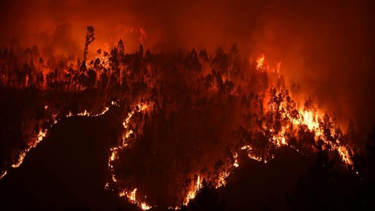 Dramática situación en Portugal: incendios forestales ya provocaron más de 60 muertes