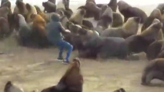 Arriesgó su vida para sacarle un neumático de la cabeza a un lobo marino