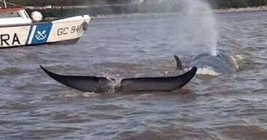 Una ballena murió encallada en el río Paraná