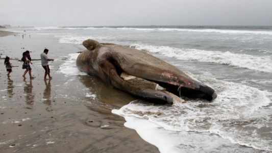 Murió una ballena después de tragarse 80 bolsas de plástico en Tailandia