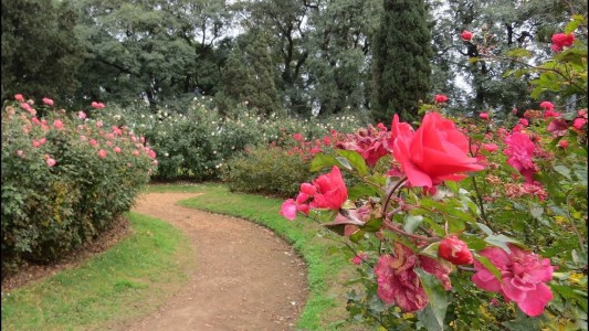 Entregan esquejes de rosas en el Parque Independencia