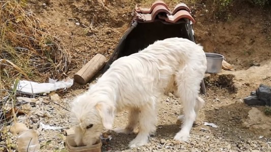Incondicional: un perro lleva un año y medio apostado en la curva en la que se mató su dueño