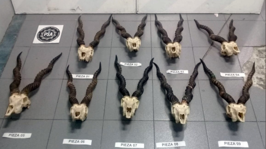 Encontraron nueve cráneos de antílope en el equipaje de un pasajero en Ezeiza