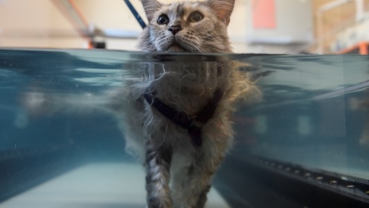 Crece el fenómeno de las mascotas que son tratadas como humanos