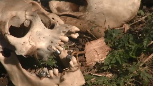 Huerteros hallaron restos óseos de al menos dos personas a la vera de la ruta 22