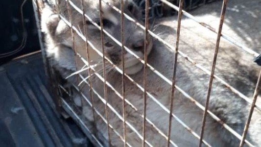 Apareció un puma en una casa de Neuquén y lo atraparon en un impresionante operativo