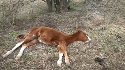 Rescataron a más de 400 caballos en condiciones deplorables de un campo de Ezeiza