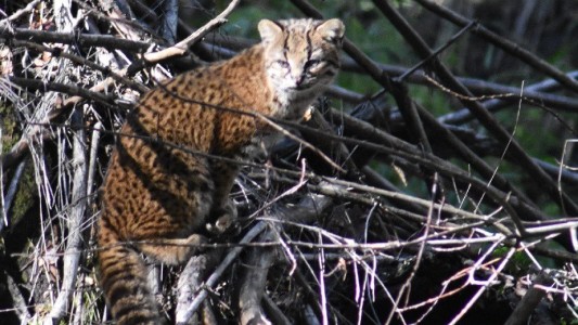 Turista tomó una foto difícil de conseguir en Argentina: "Es la manera correcta de cómo abordar la situación"