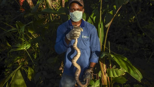 Animales silvestres como mascotas, una gran amenaza para la fauna