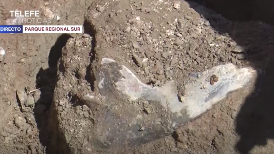 Hallan nuevos restos fósiles cerca del mastodonte del Saladillo