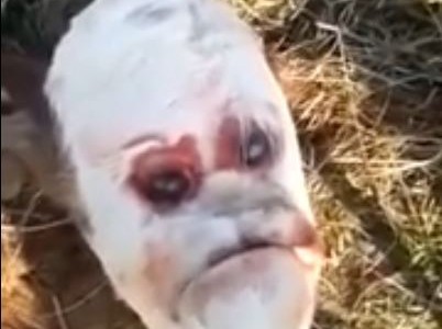 El misterioso caso del nacimiento de un ternero con rostro humano
